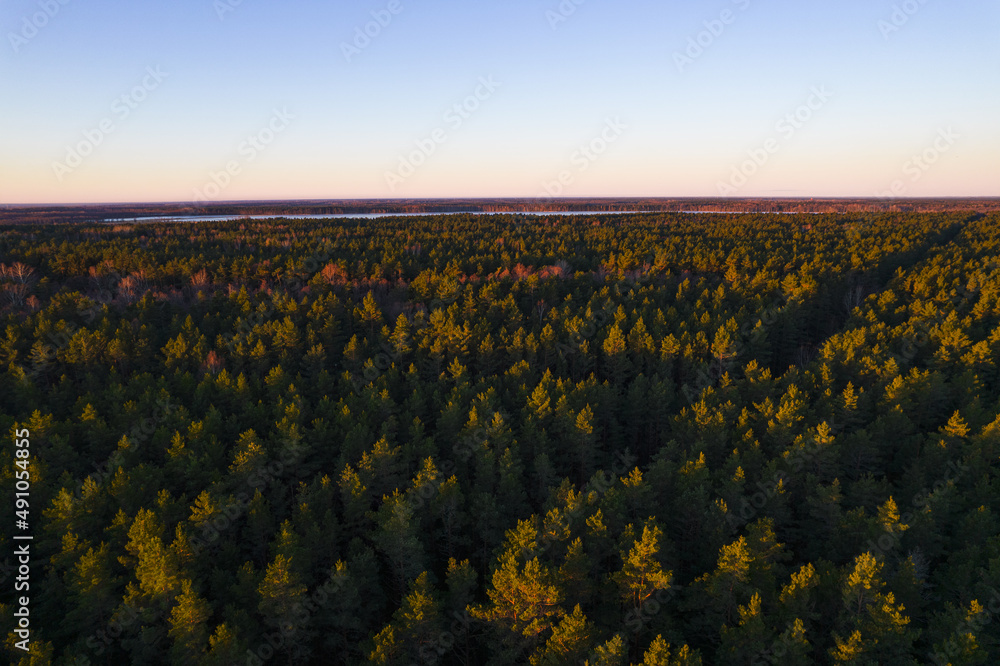 Obraz premium Drone photo of forests and groves in golden time