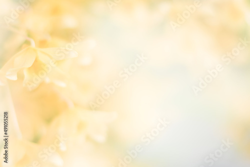 yellow orchid flower background