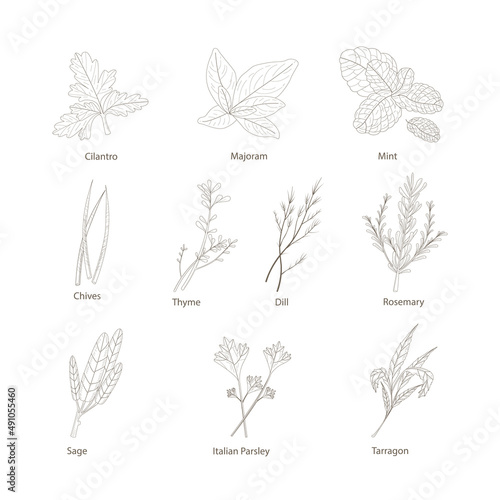 Hand drawn set with herbs and spices. Design elements isolated on white. Cooking icons.