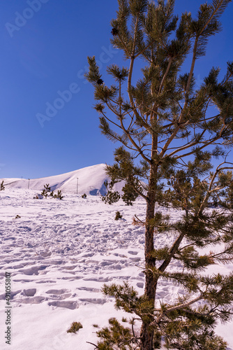 Ski slopes and Ski lifts. Small pine trees with snow. Mountain skiing and snowboarding. View of Erzurum city from Palandoken mountain