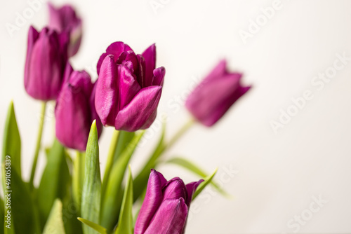 spring bouquet of flowers, purple tulips, women's holiday
