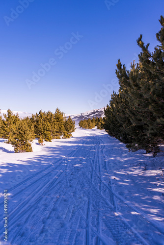 Ski slopes and Ski lifts. Small pine trees with snow. Mountain skiing and snowboarding. View of Erzurum city from Palandoken mountain