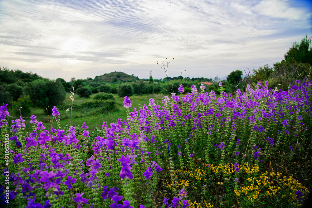 lilafarbene Wildblumen auf der griechischen Insel Kos lilafarbene Wildblumen auf der griechischen Insel Kos