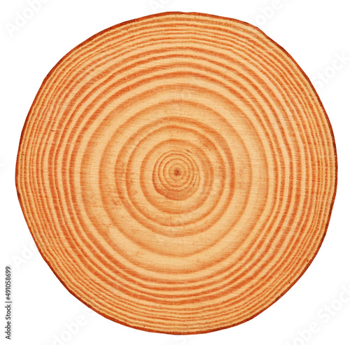 Rings on wooden log cross section isolated on white background. Natural wood concept