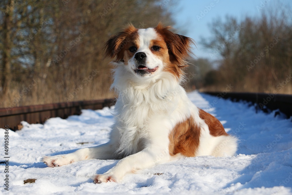 small white brown mixed breed dog lies on snowy railway tracks