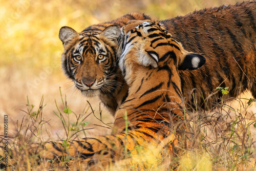 Beautiful tiger in the nature habitat. Tiger pose in amazing light. Wildlife scene with wild animal. Indian wildlife. Indian tiger. Panthera tigris tigris. photo