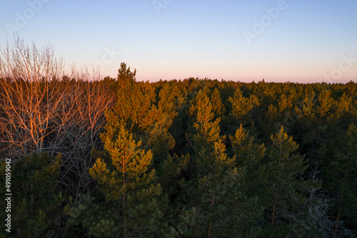 Drone photo of forests and groves in golden time