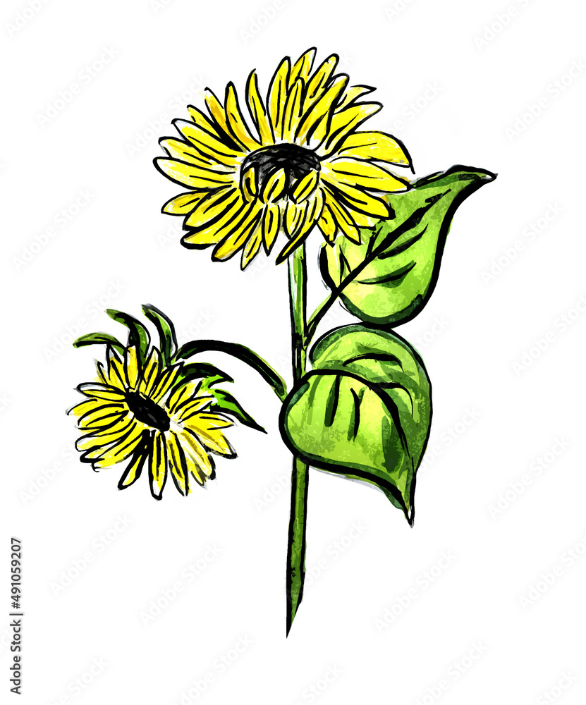 Fototapeta premium Sunflower flowers on a white background