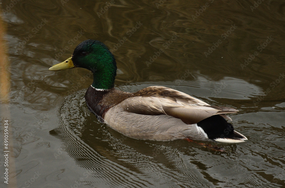 Obraz premium Animals