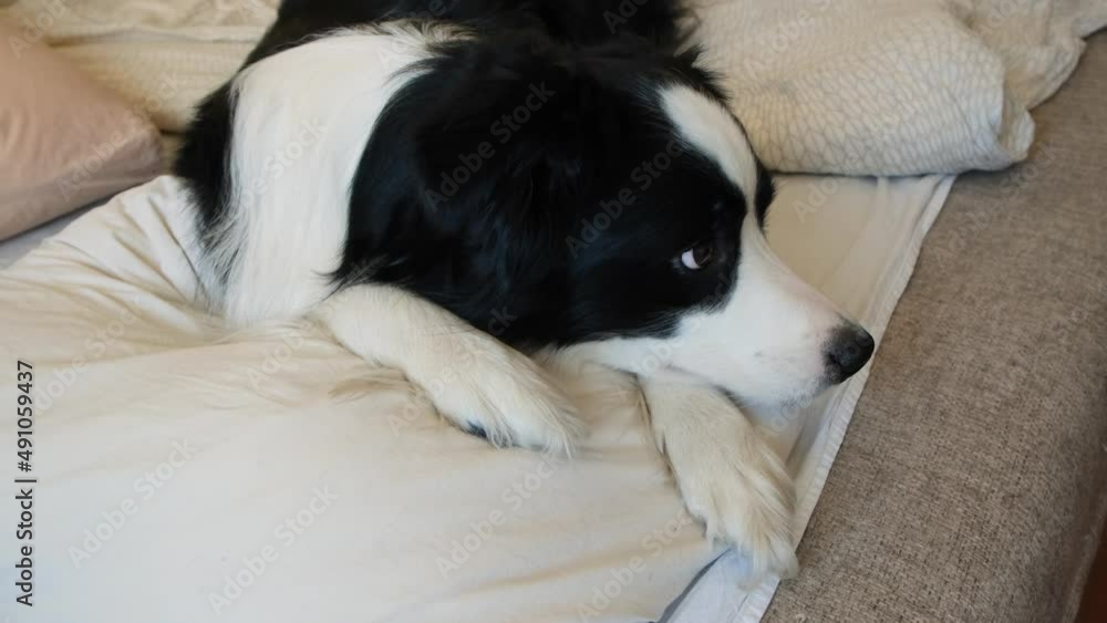 Funny cute puppy dog border collie lying on pillow blanket in bed. Do not disturb me let me sleep. Pet dog lying nap sleeping at home indoors. Funny pets animals life concept Funny cute puppy dog border collie lying on pillow blanket in bed. Do not disturb me let me sleep. Pet dog lying nap sleeping at home indoors. Funny pets animals life concept