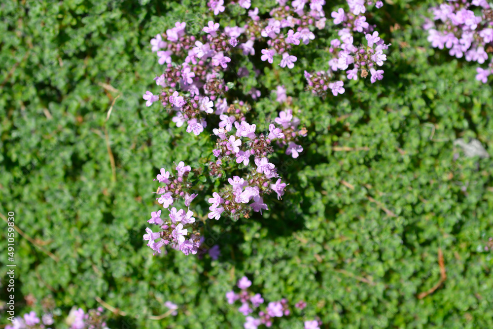 Wild thyme Wild thyme