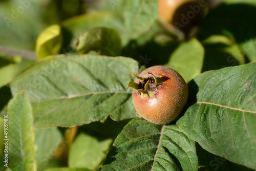 Common medlar photo