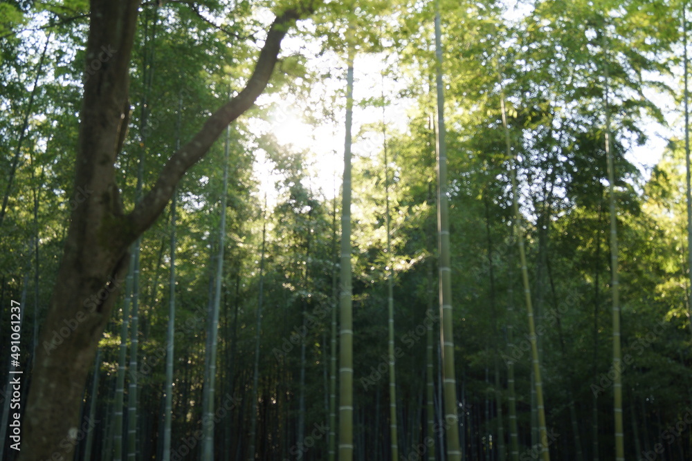 Fototapeta premium 竹林から除く日光