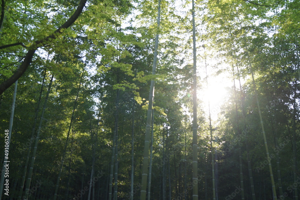 Naklejka premium 竹林から除く日光