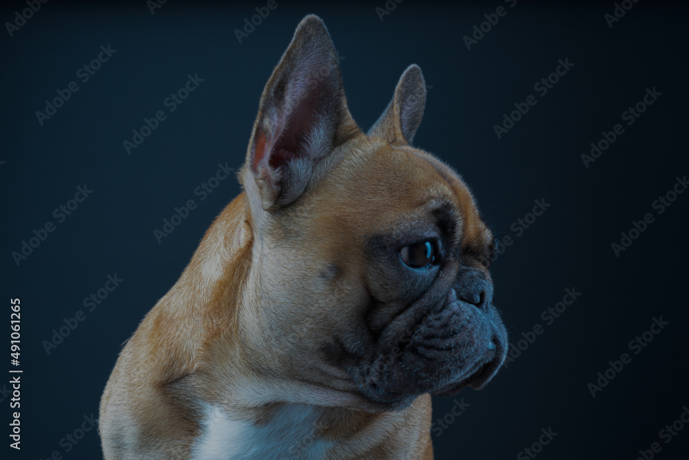 puppy dog french bulldog portrait