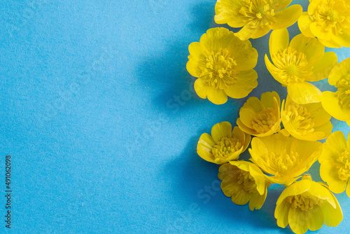 Yellow spring flowers on blue paper background. Ranunculus auricomus or goldilocks buttercup flowers