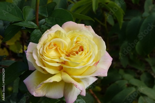 beautiful yellow rose on a green background