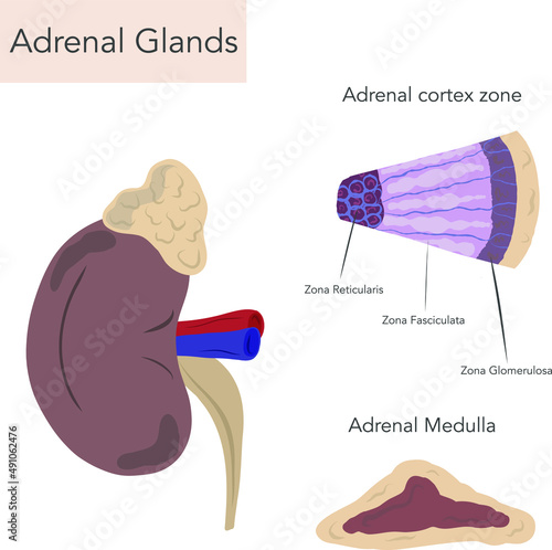 Adrenal gland anatomy and histology 