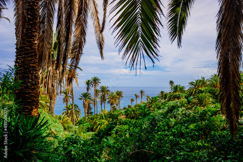 View of the tropical Atlantic coast through the leaves of palm trees.
