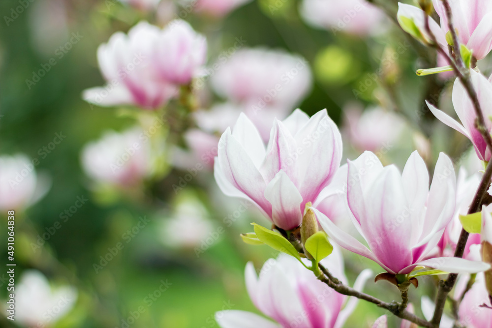 Fototapeta premium Pink blooming magnolia flowers on a bright sunny day. Close-up.