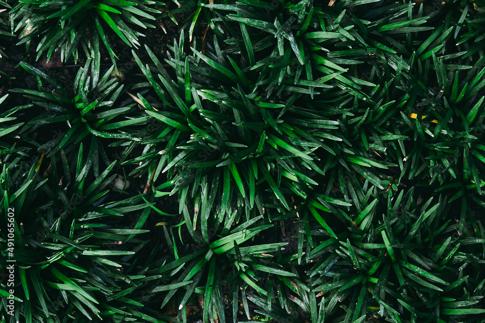 Fototapeta premium Green grass bush for nature background textured.