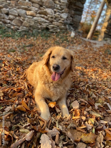 Golden Retriever