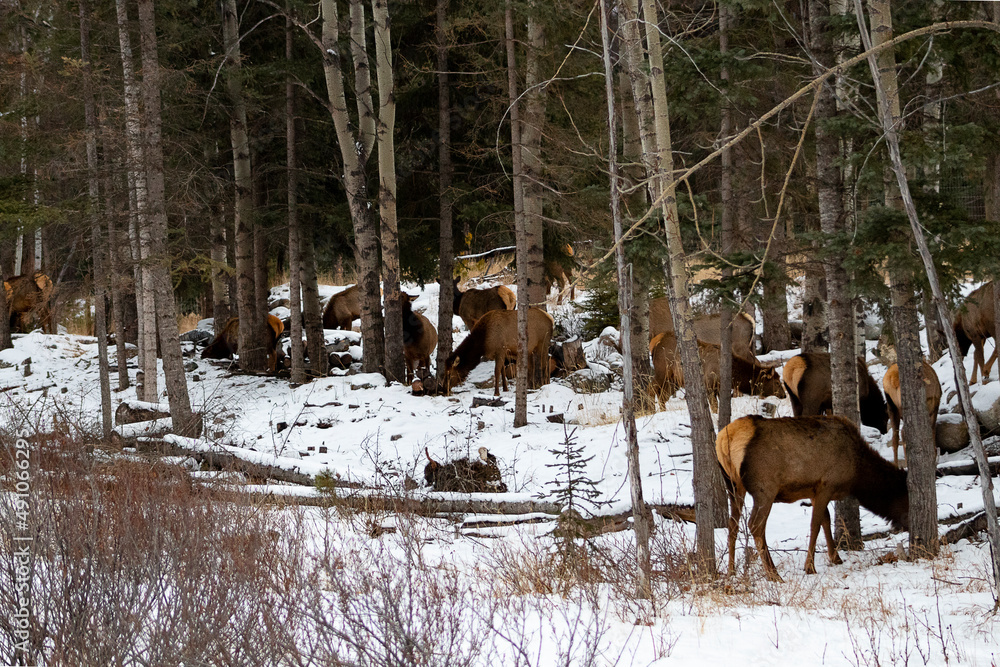 herd of elk grazing in among trees in winter herd of elk grazing in among trees in winter