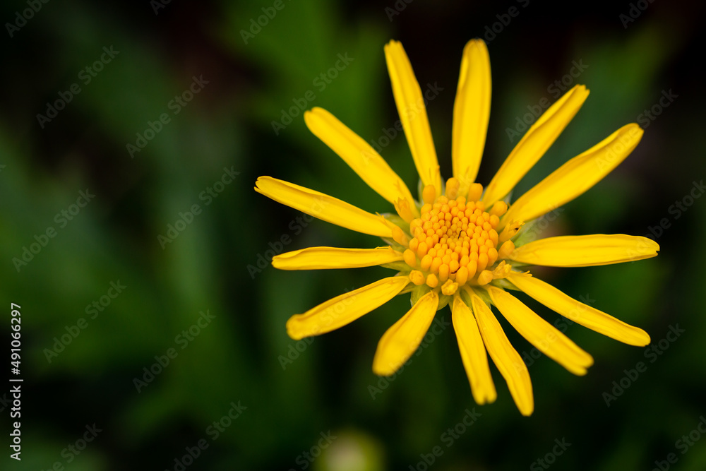 View of common wild flower named Jacobaea vulgaris. Also known as