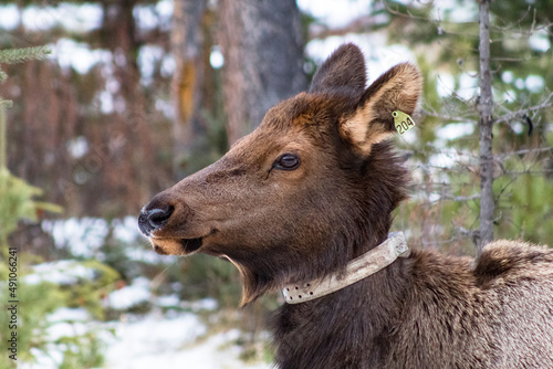 Photography tagged elk with neck collar tracker device around neck in Jasper national park