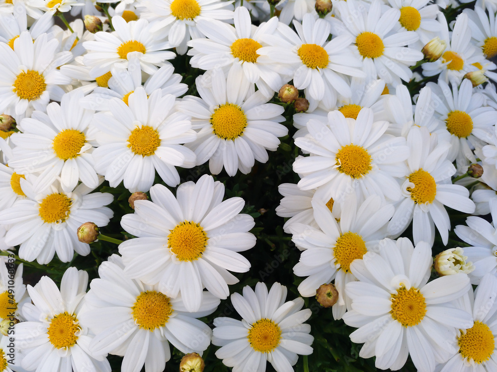 Natural floral background of white daisy flowers. Bellis Perennis. Natural floral background of white daisy flowers. Bellis Perennis.