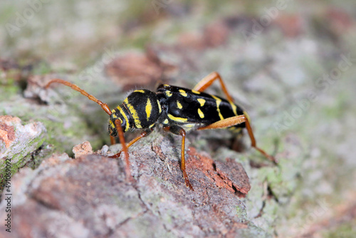 Closeup Longhorn Beetle - Plagionotus arcuatus. Insect on oak bark. © Tomasz