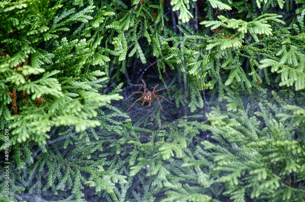 A spider hunting in a tree.