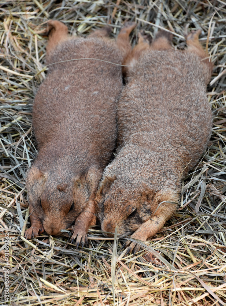 Beautiful Pair of Prairie Dogs Resting in Straw Beautiful Pair of Prairie Dogs Resting in Straw