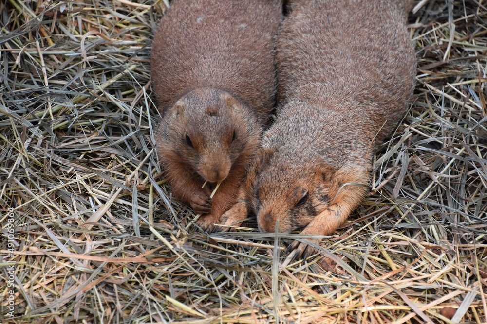 Pair of Prairie Dogs Cuddling Together in Straw Pair of Prairie Dogs Cuddling Together in Straw