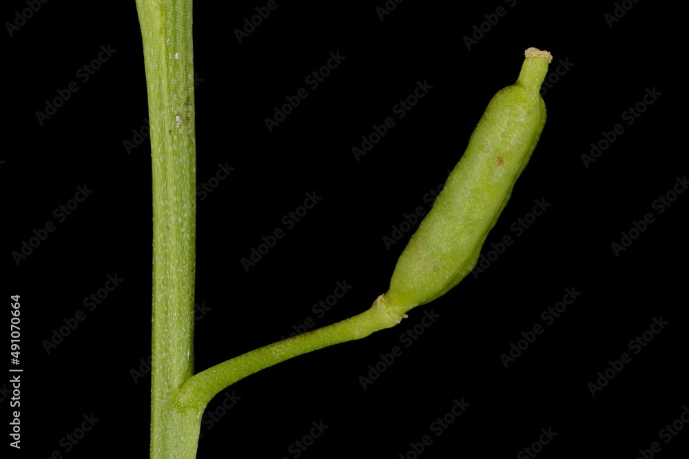 Obraz premium Marsh Yellow-Cress (Rorippa palustris). Fruit Closeup