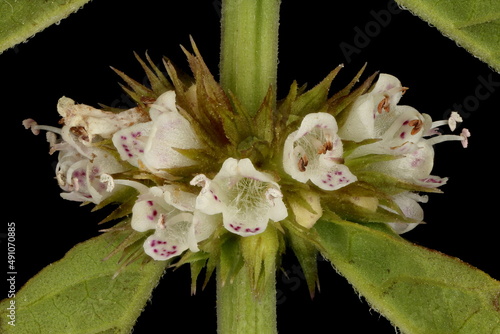 Gypsywort (Lycopus europaeus). Inflorescence Detail Closeup photo