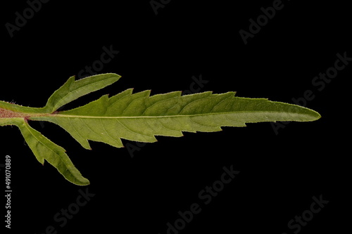 Trifid Bur-Marigold (Bidens tripartita). Leaf Closeup photo