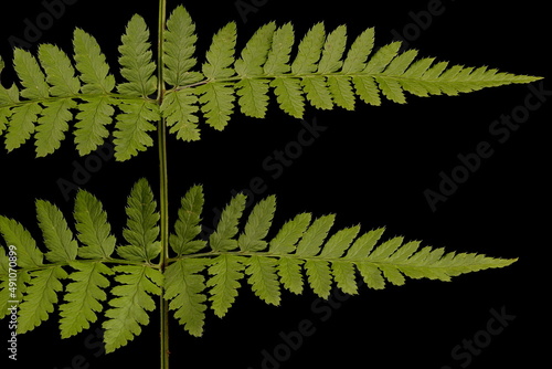 Narrow Buckler-Fern (Dryopteris carthusiana). Pinnae Closeup photo