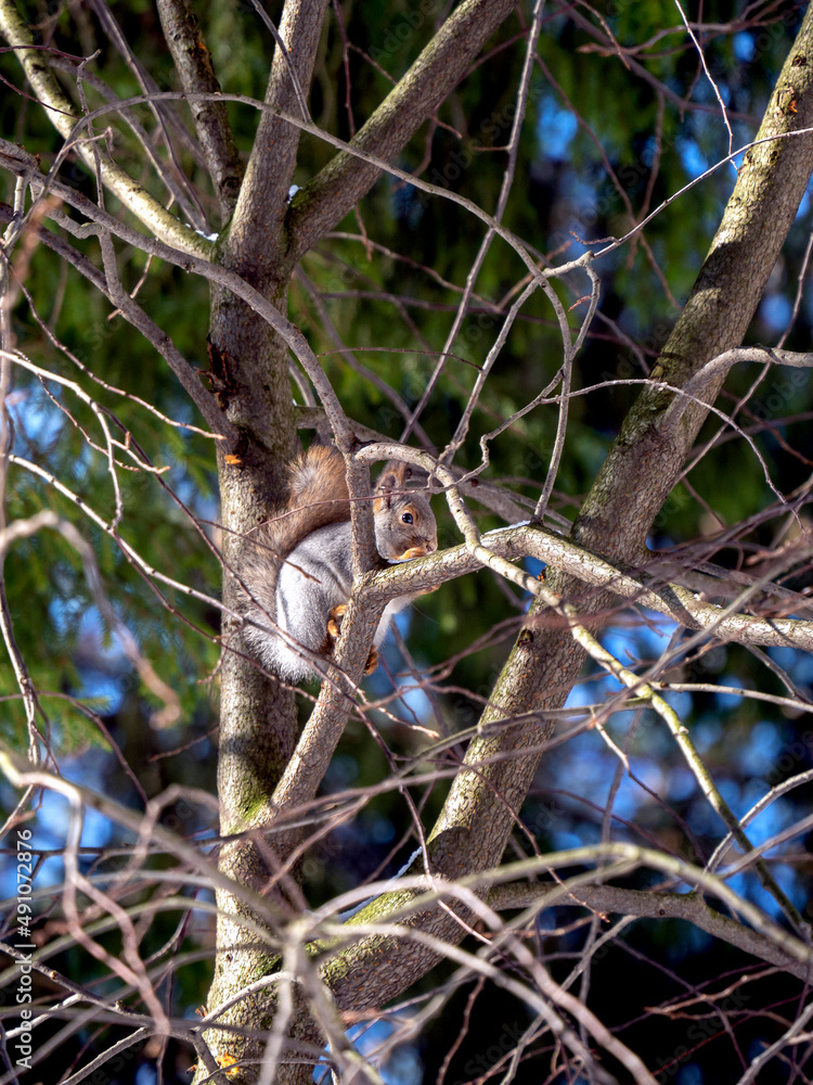 Obraz premium The squirrel sits high on a tree and looks out from behind a branch. Sunny forest background with squirrel.