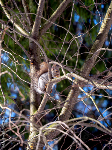 The squirrel sits high on a tree and looks out from behind a branch. Sunny forest background with squirrel.