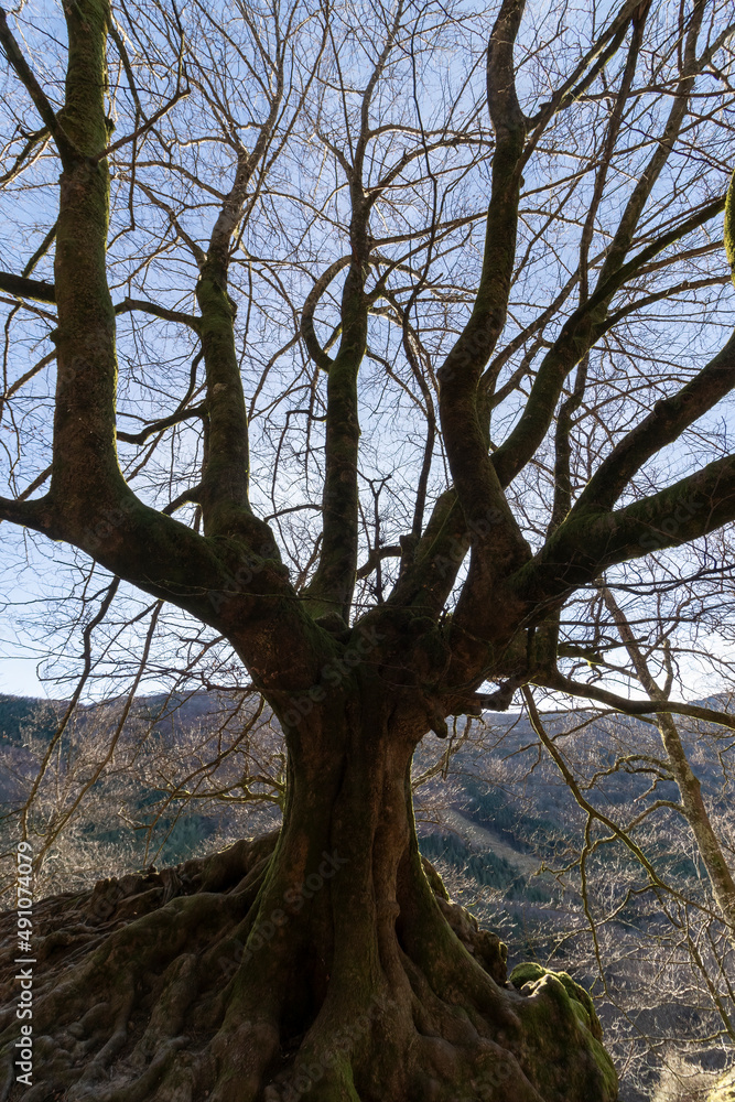 Fototapeta premium large beech tree without leaves one winter day in the mountains of the basque country