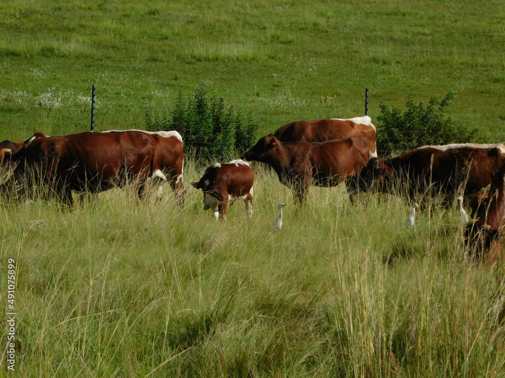 cows and calves  grazing in a field