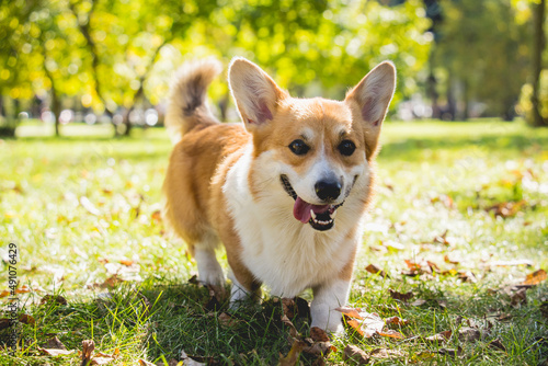 Portrait of cute welsh corgi dog at the park.