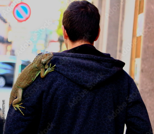 evocative image of a domestic iguana on its owner's shoulder around
the city 