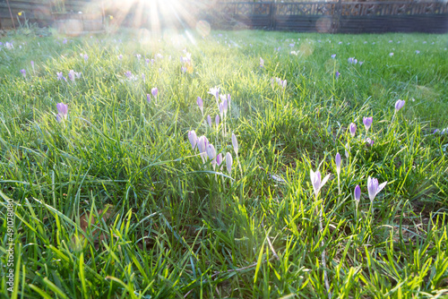 purple spring crocus blooming on grass in earlz spring photo