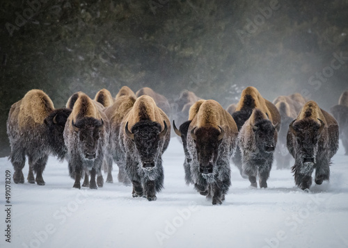 Herd of American Bison, Yellowstone National Park. Winter scene.
