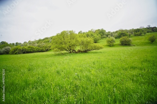 Alte Weide auf einer Wiese im Mandelbachtal, Saarland