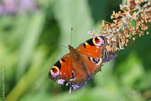 A close-up of a peacock butterfly on a buddleia bush