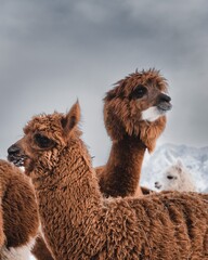 Wandcirkels Bruin Alpaca in Andesgebergte landschap  © Bernhard