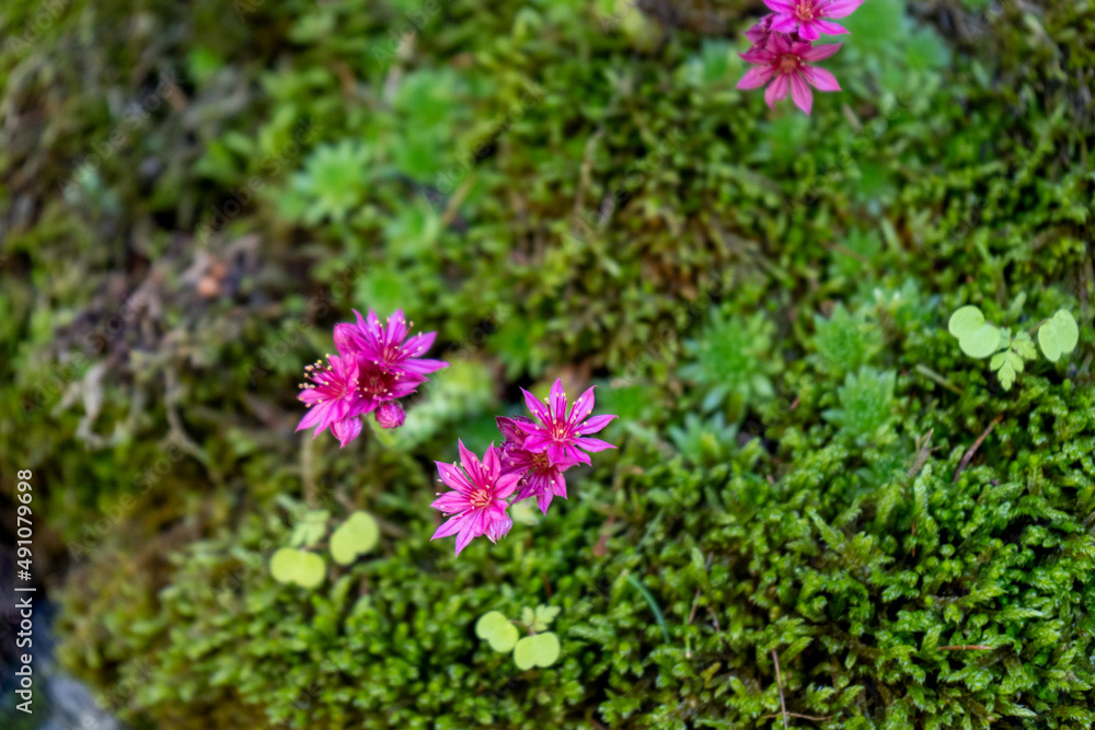 Ein zartes Blümchen auf einem Fels Ein zartes Blümchen auf einem Fels